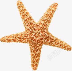 斑驳的海星装饰png免抠素材_新图网 https://ixintu.com 斑驳 海星 装饰