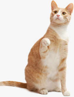 长尾巴的猫可爱宠物猫猫咪高清图片
