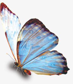 飞翔图标蓝色的蝴蝶高清图片