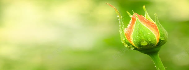 春天背景jpg设计背景_新图网 https://ixintu.com 促销海报 春天 春天海报 春季 春季活动 春暖花开 暖春 淘宝促销