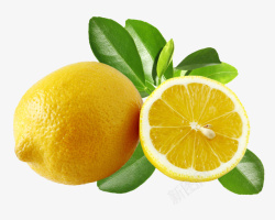 成熟种子现摘黄柠檬高清图片