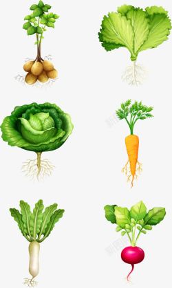 蔬菜水果促销绿色种植蔬菜高清图片
