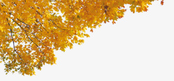 左角秋天树叶高清图片