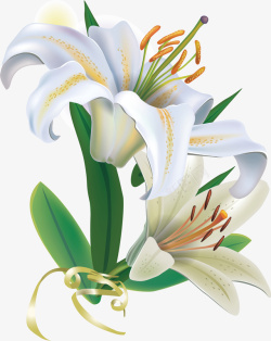 百合花簇手绘百合花白色的百合花矢量图高清图片