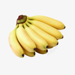 亚热带一串美味的成熟小米蕉实物高清图片