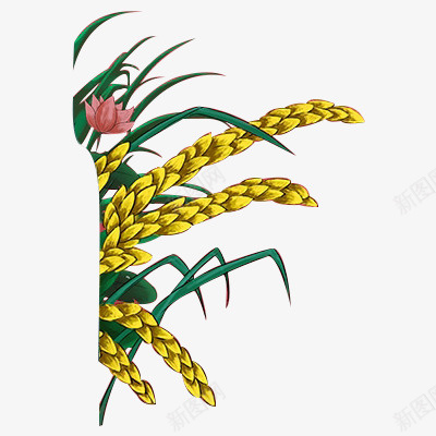 手绘插画植物水稻png免抠素材_新图网 https://ixintu.com 中国风 植物 水稻 装饰元素