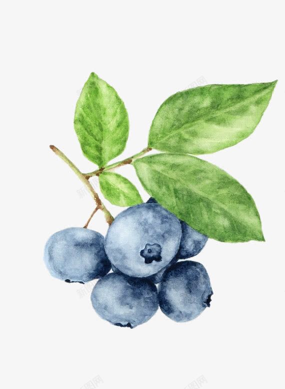 蓝莓psd免抠素材_新图网 https://ixintu.com 卡通手绘 水果 蓝莓