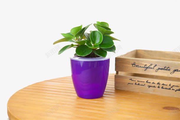 桌子上的盆景图案png免抠素材_新图网 https://ixintu.com 木桌 木盒 植物盆景 紫色花盆