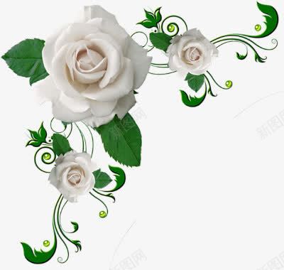 白色玫瑰花唯美边框png免抠素材_新图网 https://ixintu.com 唯美 玫瑰花 白色 边框