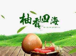水果海报素材下载柚香四海高清图片