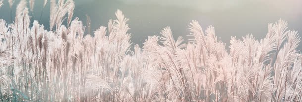 唯美芦苇海报背景jpg设计背景_新图网 https://ixintu.com banner 中式 淘宝背景 背景 背景素材 舞台