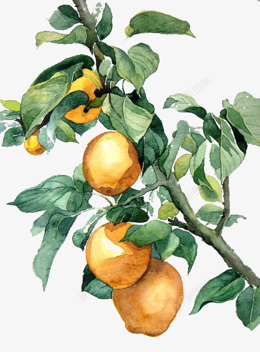树上的橙子png免抠素材_新图网 https://ixintu.com 植物 橙子 水果 黄色