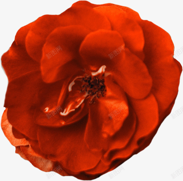 一朵红色的花儿png免抠素材_新图网 https://ixintu.com 春天 植物 红花 花朵