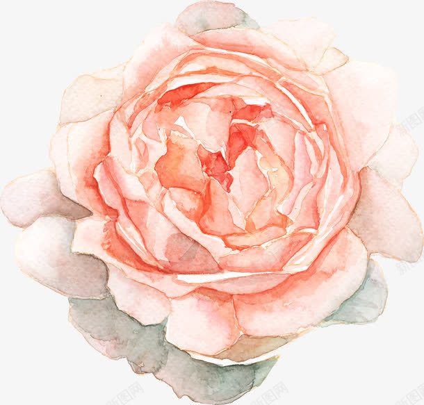 开放的花朵png免抠素材_新图网 https://ixintu.com 开放的花朵 水彩花朵 玫瑰花