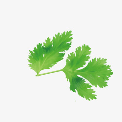 透明芹菜绿色芹菜叶子高清图片