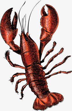 卡通手绘红色的小龙虾素材