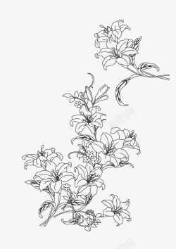素描花卉门素描百合花手绘图矢量图高清图片