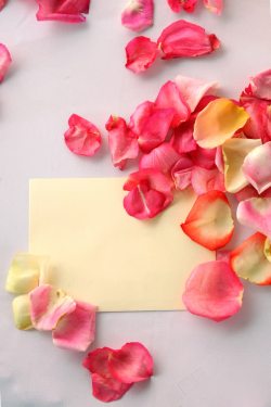 空白卡片玫瑰花瓣与卡片背景高清图片