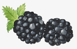 黑色背景水果卡通手绘黑色莓果高清图片