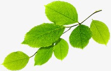 春天绿叶服饰装饰png免抠素材_新图网 https://ixintu.com 春天 服饰 绿叶 装饰