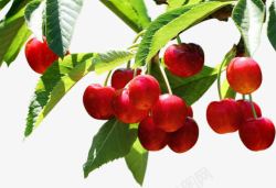 红色樱桃水果植物素材