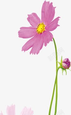 紫色花朵美景春天植物png免抠素材_新图网 https://ixintu.com 春天 植物 紫色 美景 花朵