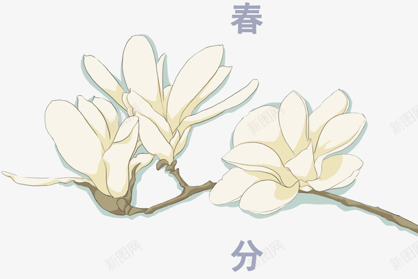 春分节气装饰手绘鲜花插画psd免抠素材_新图网 https://ixintu.com 二十四节气 手绘插画 春分 玉兰花 花卉 装饰图案 鲜花