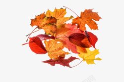 秋季树叶对话框一堆秋叶高清图片