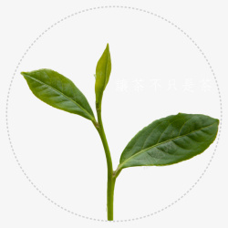 新鲜的茶叶素材