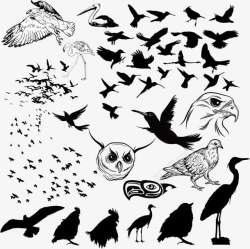 老鹰PNG图各种鸟类及剪影高清图片