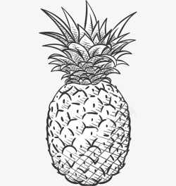 耳朵素描装饰画手绘菠萝高清图片