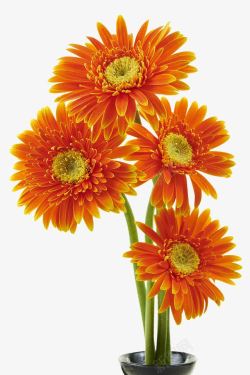 橙色花朵素材橙色非洲菊花束高清图片