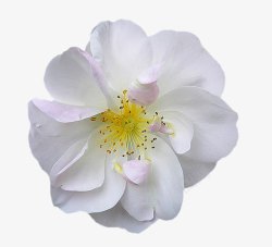 白色桃花唯美花卉花束白色梨花高清图片