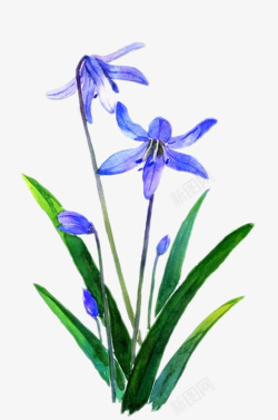 水彩兰花卡通水彩兰花高清图片