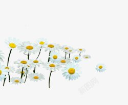 白色洋甘菊菊花高清图片