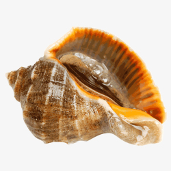 海螺背景实物新鲜海鲜海螺高清图片