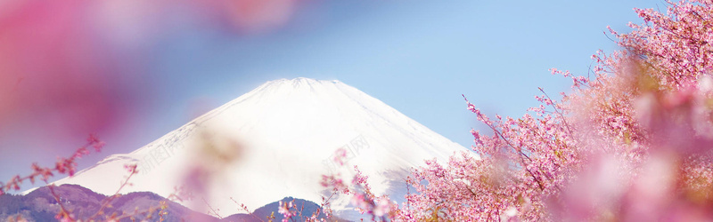 富士山背景jpg_新图网 https://ixintu.com 全屏banner背景 摄影 横幅背景 樱花 海报banner 白色 粉色 雪山 风景