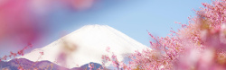 樱花横幅富士山背景高清图片