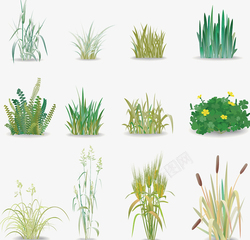 绿色草本背景蕨类水生植物高清图片