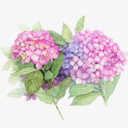 粉色绣球花簇手绘绣球花高清图片