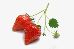 丰收草莓树叶子梗实物草莓高清图片