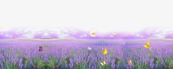 紫色花腾薰衣草农场高清图片