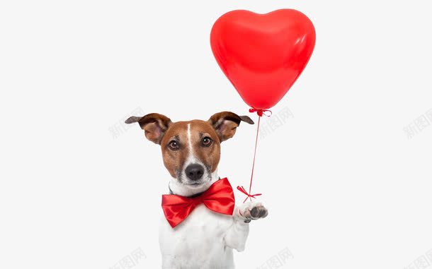 戴着红色领带拿着红色气球的狗png免抠素材_新图网 https://ixintu.com 宠物 气球 狗 红色 红色气球 领带
