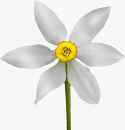 六瓣白色花朵素材