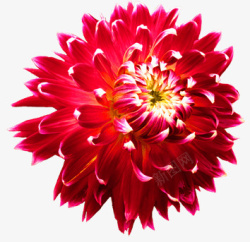 红色菊花花朵素材