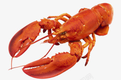 龙虾包装实物龙虾澳洲大龙虾高清图片