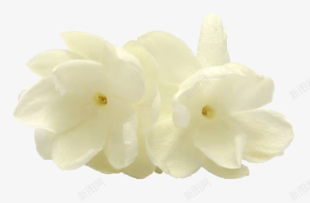白色花卉png免抠素材_新图网 https://ixintu.com 白色 花卉 花瓣 花苞 茉莉花 茉莉花瓣