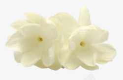 茉莉花瓣白色花卉高清图片