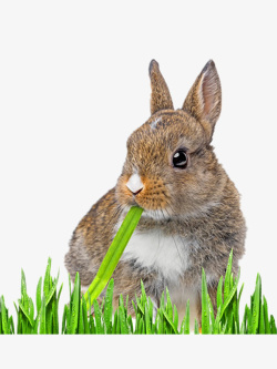 呆呆的兔子吃草兔子高清图片
