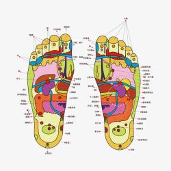 足部穴位足部学位高清图片